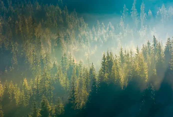 PEFC認証林を使用 森林資源の保全にも貢献